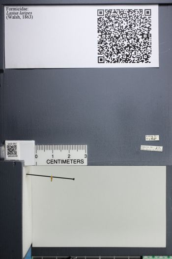 Media type: image;   Entomology 533138